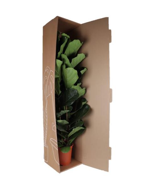 Ficus Lyrata - Ø27cm - ↕140cm | Sierplantenshop 