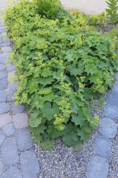 Alchemilla mollis - ↕10-25cm - Ø9cm - 12x | Sierplantenshop 