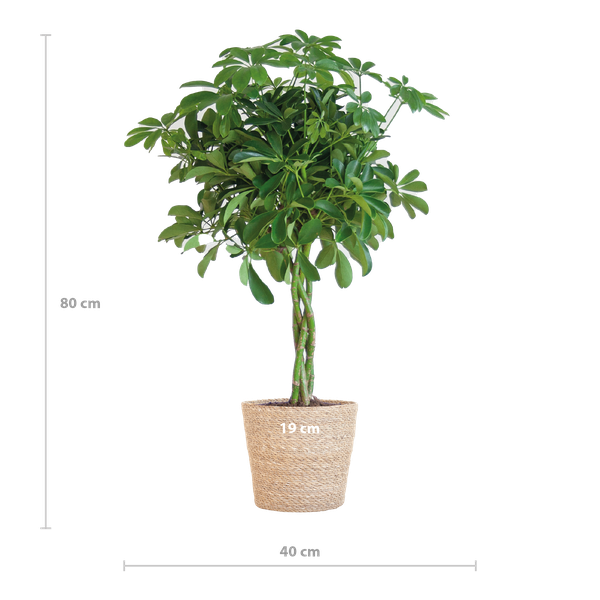 Schefflera Arab Nora met Mand Sofia naturel  - 70cm - Ø21 | Sierplantenshop 