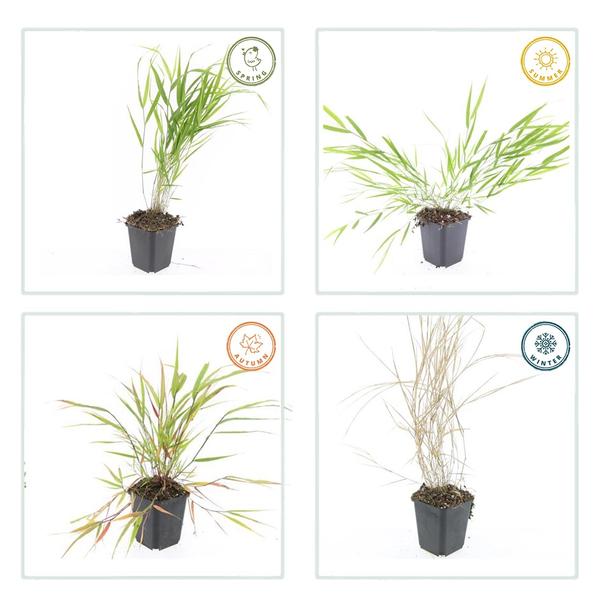 Hakonechloa macra - ↕10-25cm - Ø9cm - 12x | Sierplantenshop 