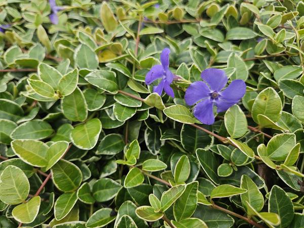 Vinca minor 'Argenteovariegata' - ↕10-25cm - Ø9cm - 12x | Sierplantenshop 