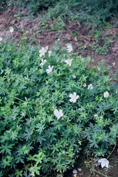 Geranium sang. 'Album' - ↕10-25cm - Ø9cm - 12x | Sierplantenshop 