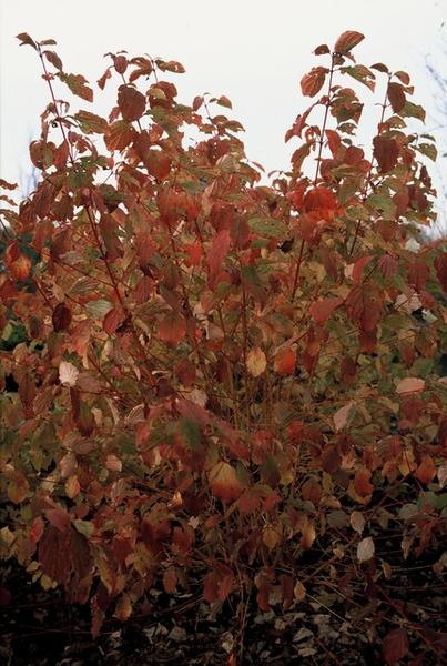 Cornus sang. 'Midwinter Fire' - ↕10-25cm - Ø9cm - 12x | Sierplantenshop 