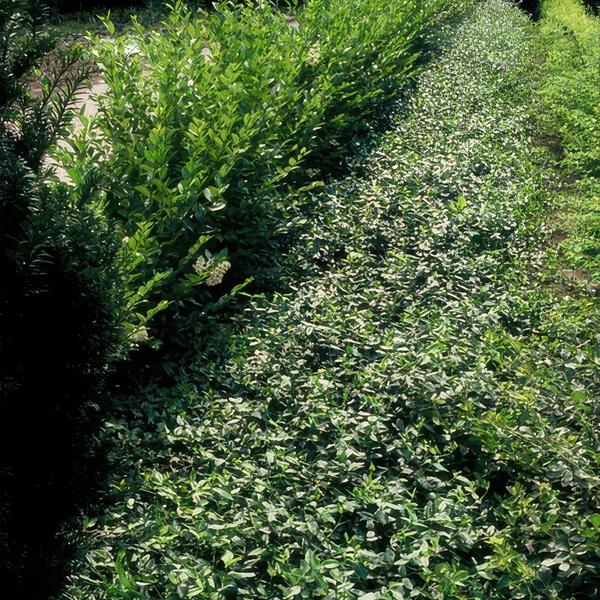 Euonymus fortunei radicans - 12x -↕15cm