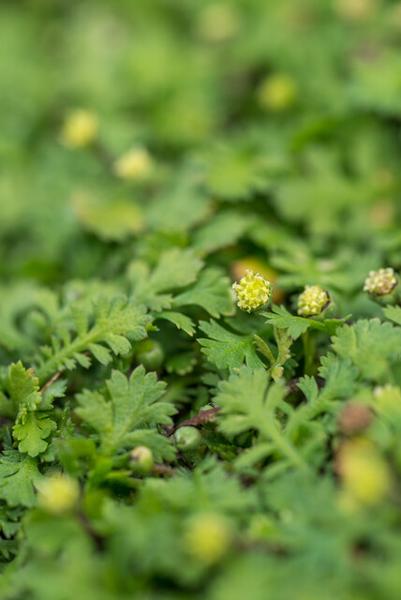 Leptinella squalida - ↕10-25cm - Ø9cm - 12x | Sierplantenshop 