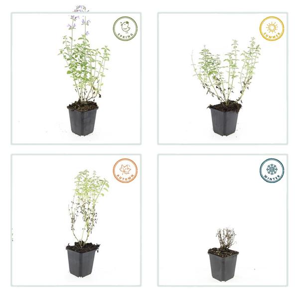 Nepeta 'Walker's Low' - ↕10-25cm - Ø9cm - 12x | Sierplantenshop 