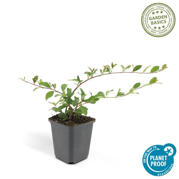 Cotoneaster dam. 'Major' - ↕25cm - Ø9cm  - 12x | Sierplantenshop 