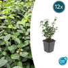 Euonymus fortunei radicans - ↕10-25cm - Ø9cm - 12x | Sierplantenshop 