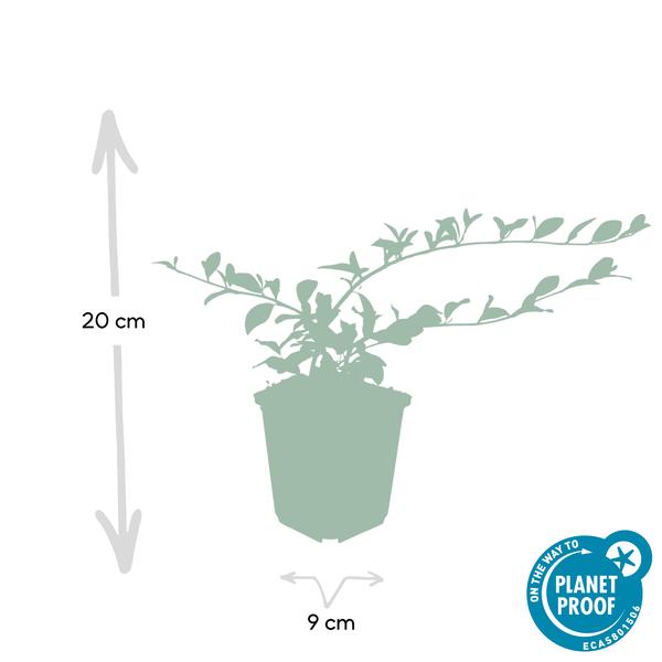 Cotoneaster dam. 'Major' - ↕25cm - Ø9cm  - 12x | Sierplantenshop 