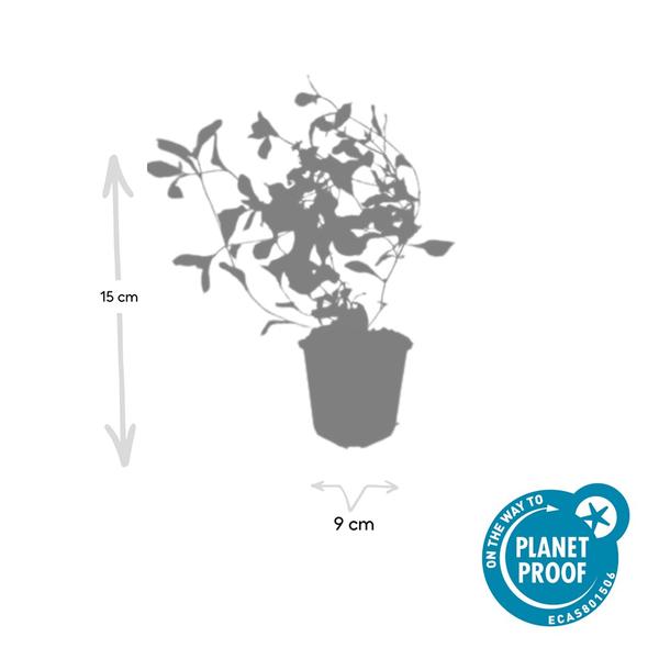 Ceratostigma plumbaginoides  - ↕10-25cm - Ø9cm - 12x | Sierplantenshop 