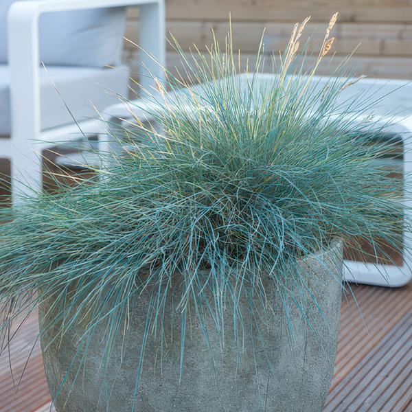 Festuca glauca 'Elijah Bleu' - ↕10-25cm - Ø9cm  - 12x | Sierplantenshop 