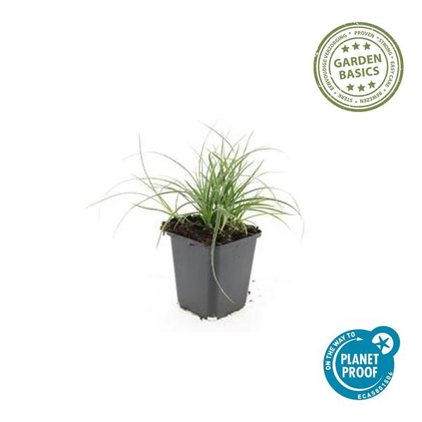 Luzula nivea - ↕10-25cm - Ø9cm - 12x | Sierplantenshop 