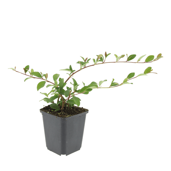 Cotoneaster dam. 'Major' - ↕25cm - Ø9cm  - 12x | Sierplantenshop 