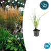 Calamagrostis acut. 'Karl Foerster'  - ↕10-25cm - Ø9cm - 12x | Sierplantenshop 