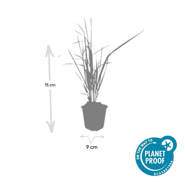 Calamagrostis acut. 'Karl Foerster'  - ↕10-25cm - Ø9cm - 12x | Sierplantenshop 