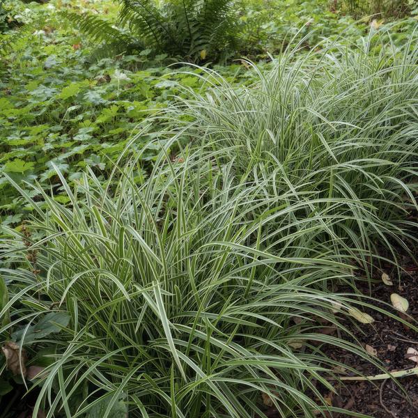 Carex morrowii 'Ice Dance' - ↕10-25cm - Ø9cm - 12x | Sierplantenshop 