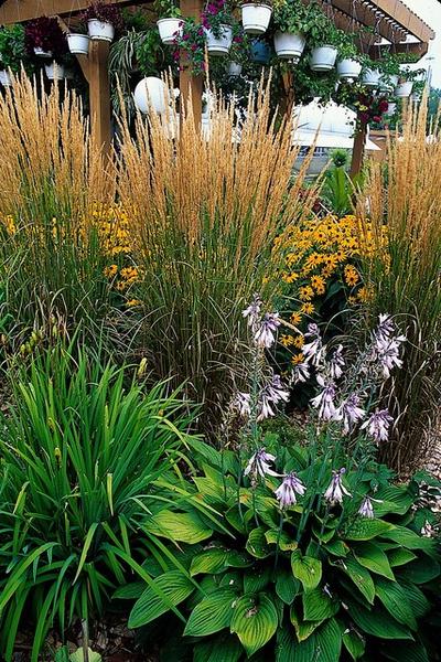 Calamagrostis acut. 'Karl Foerster'  - ↕10-25cm - Ø9cm - 12x | Sierplantenshop 