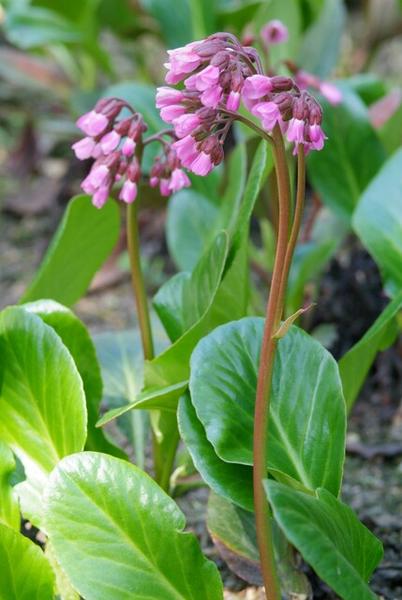 Bergenia cordifolia 'Herbstblüte'  - ↕10-25cm - Ø9cm - 12x | Sierplantenshop 