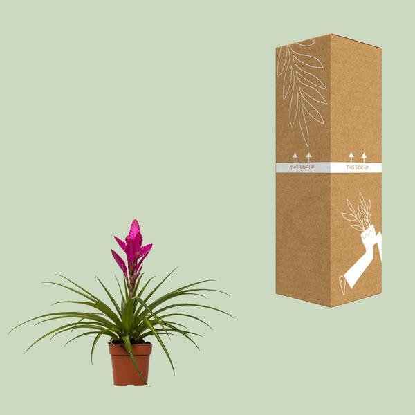 Tillandsia Amira - Ø12cm - ↕45cm - Sierplantenshop