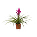 Tillandsia Amira - Ø12cm - ↕45cm - Sierplantenshop