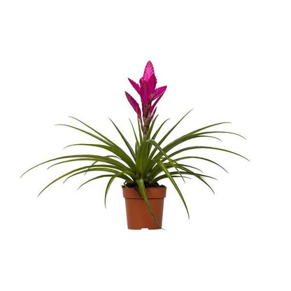 Tillandsia Amira - Ø12cm - ↕45cm - Sierplantenshop