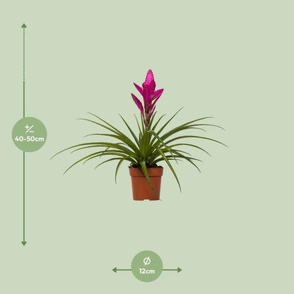 Tillandsia Amira - Ø12cm - ↕45cm - Sierplantenshop