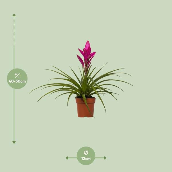 Tillandsia Amira - Ø12cm - ↕45cm - Sierplantenshop