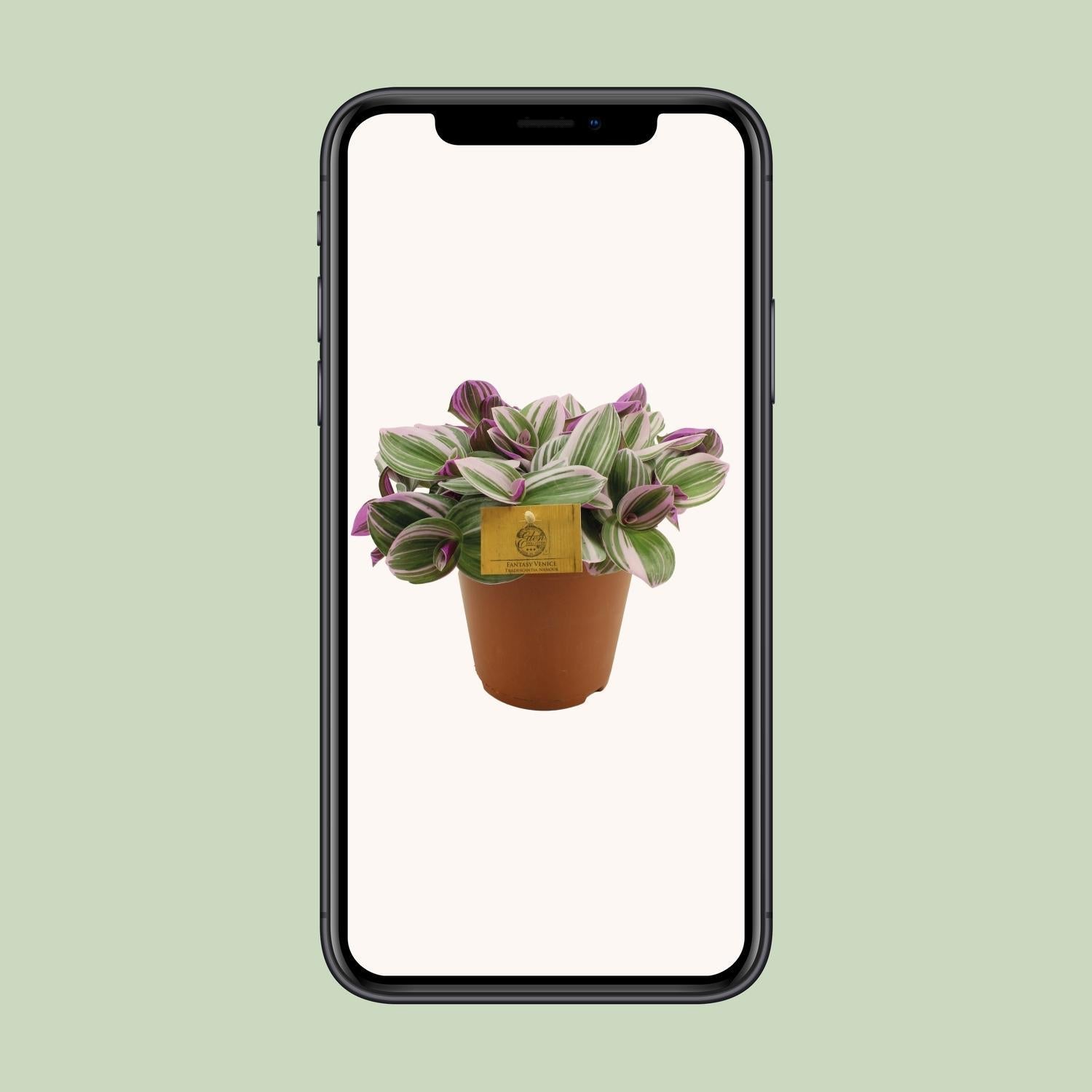 Tradescantia Nanouk - ↕40cm - Ø14 - Sierplantenshop