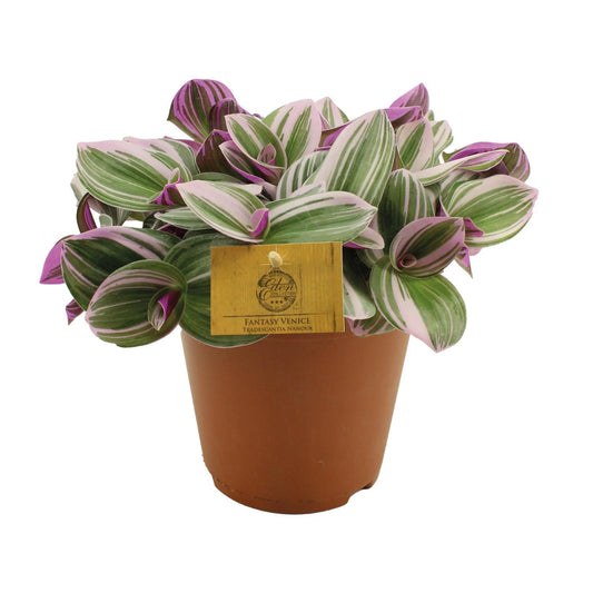 Tradescantia Nanouk - ↕40cm - Ø14 - Sierplantenshop