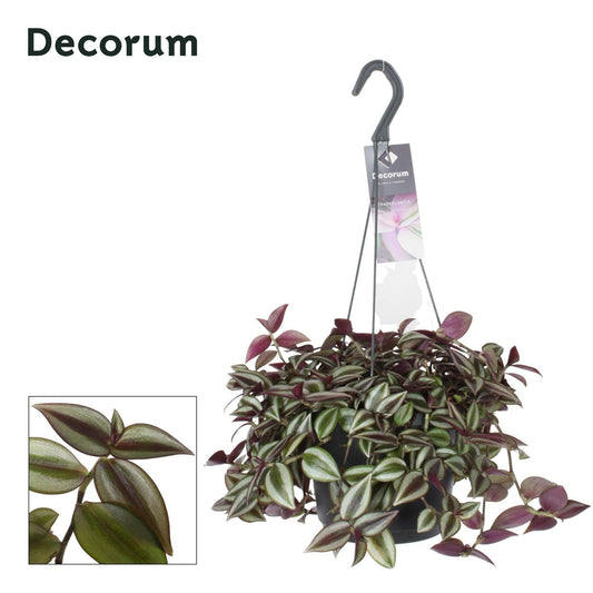 Tradescantia Zebrina Purpusii - ↕30cm - Ø17 - Sierplantenshop