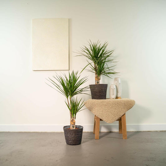 Tropische Elegantie: Set van 2 Dracaena Marginata Planten - ↕90cm - Ø17 - Sierplantenshop