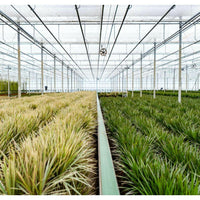 Tropische Elegantie: Set van 2 Dracaena Marginata Planten - ↕90cm - Ø17 - Sierplantenshop