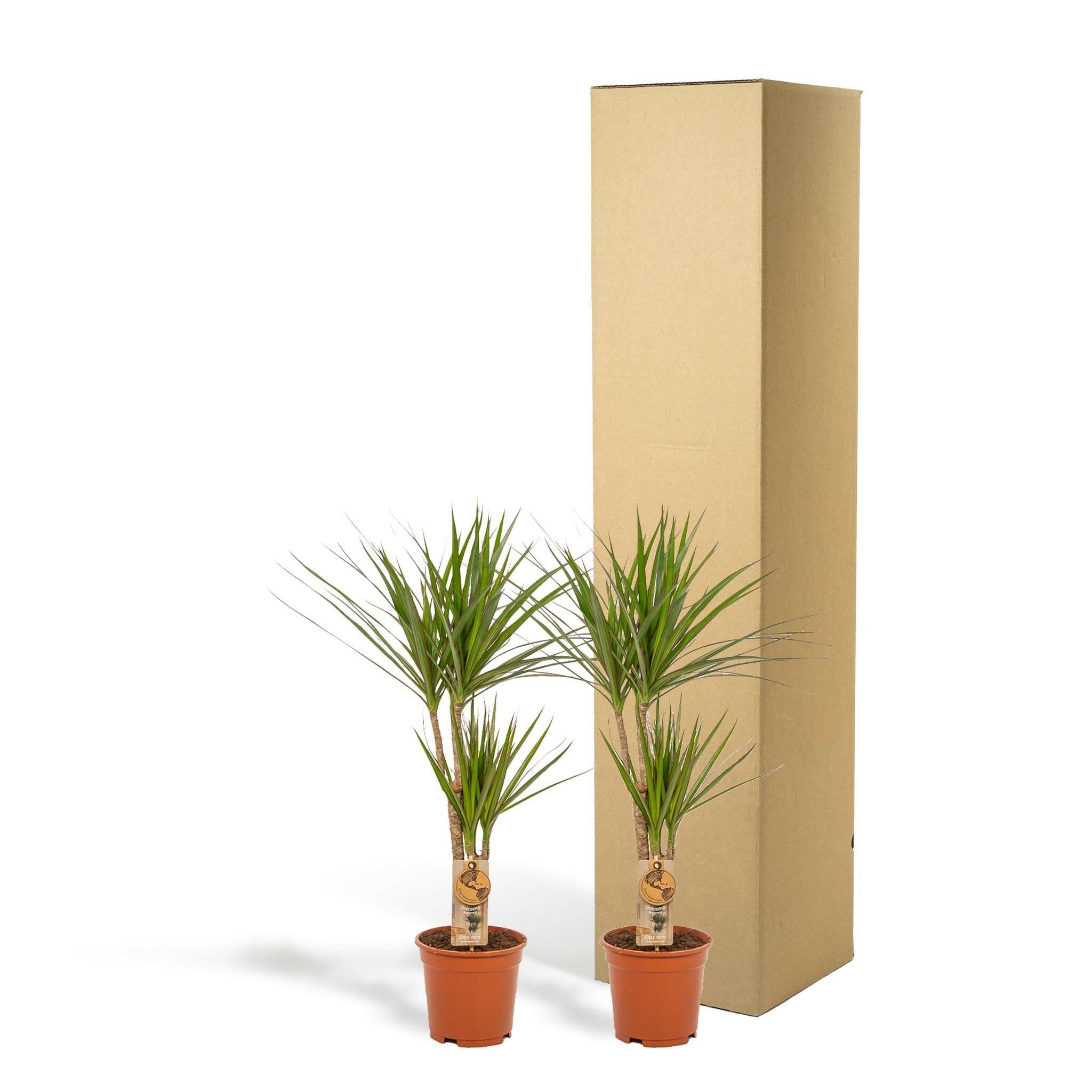 Tropische Elegantie: Set van 2 Dracaena Marginata Planten - ↕90cm - Ø17 - Sierplantenshop
