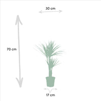 Tropische Elegantie: Set van 2 Dracaena Marginata Planten - ↕90cm - Ø17 - Sierplantenshop