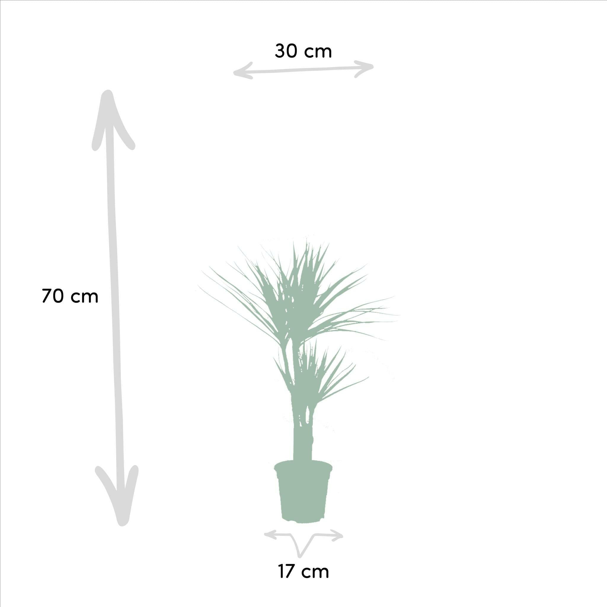 Tropische Elegantie: Set van 2 Dracaena Marginata Planten - ↕90cm - Ø17 - Sierplantenshop
