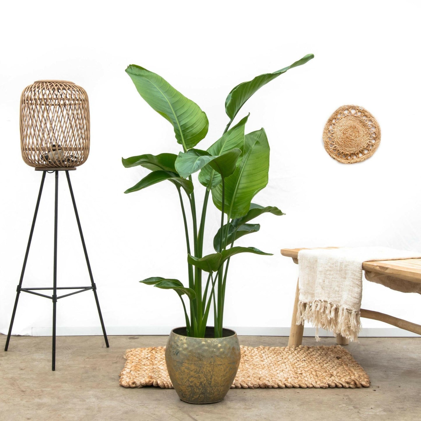 Tropische Strelitzia Nicolai - ↕35cm - Ø24 - Sierplantenshop