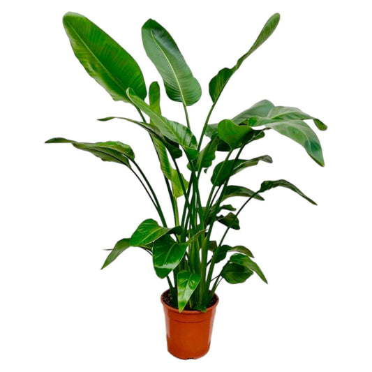 Tropische Strelitzia Nicolai - ↕35cm - Ø24 - Sierplantenshop