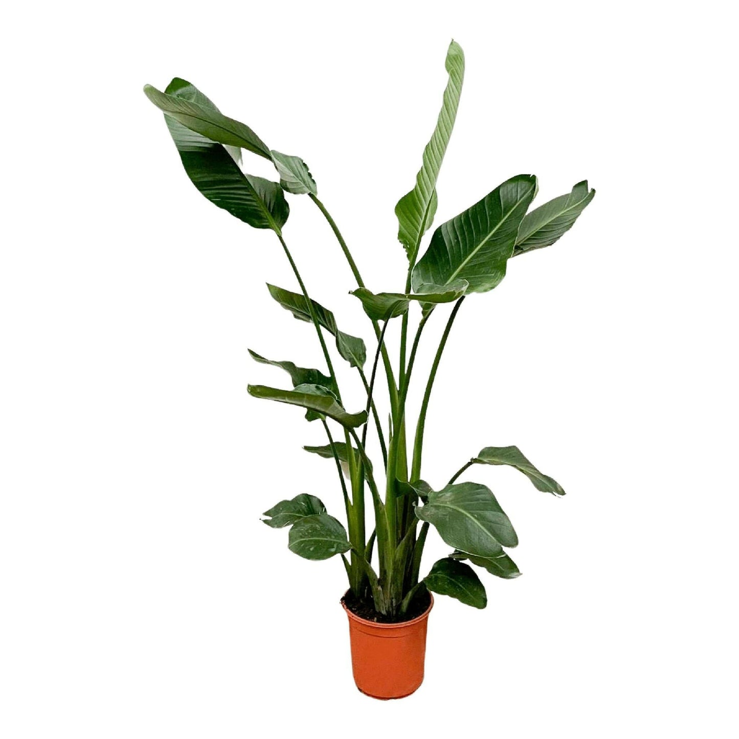 Tropische Strelitzia Nicolai - ↕35cm - Ø24 - Sierplantenshop