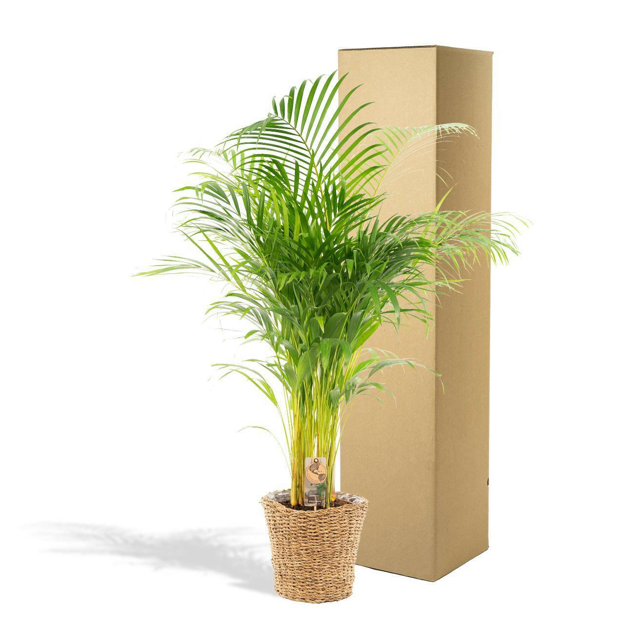 Tropische Areca Palm met Stijlvolle Mand - Hoogte 130 cm - Diameter 24 cm Sierplantenshop .