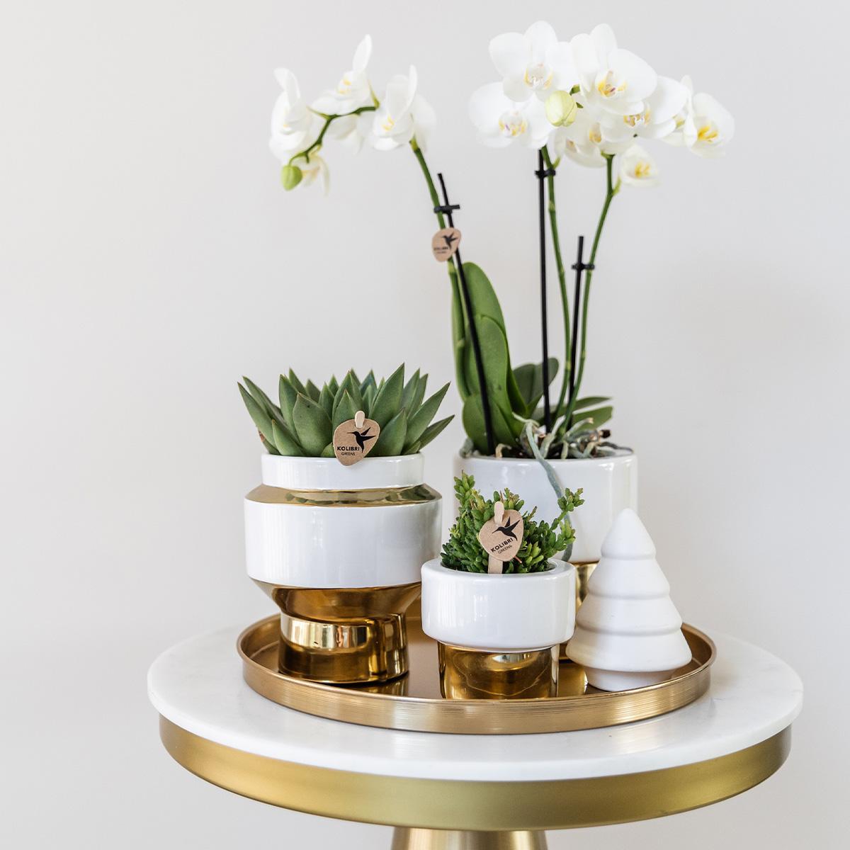 witte Phalaenopsis orchidee - Amabilis -Gift set Christmas gold | Plantenset met witte Phalaenopsis Orchidee en Succulenten incl. keramieken sierpotten