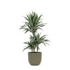 Dracaena Warneckii in Olieven Boule Pot Ø21cm - Hoogte 65cm Sierplantenshop .