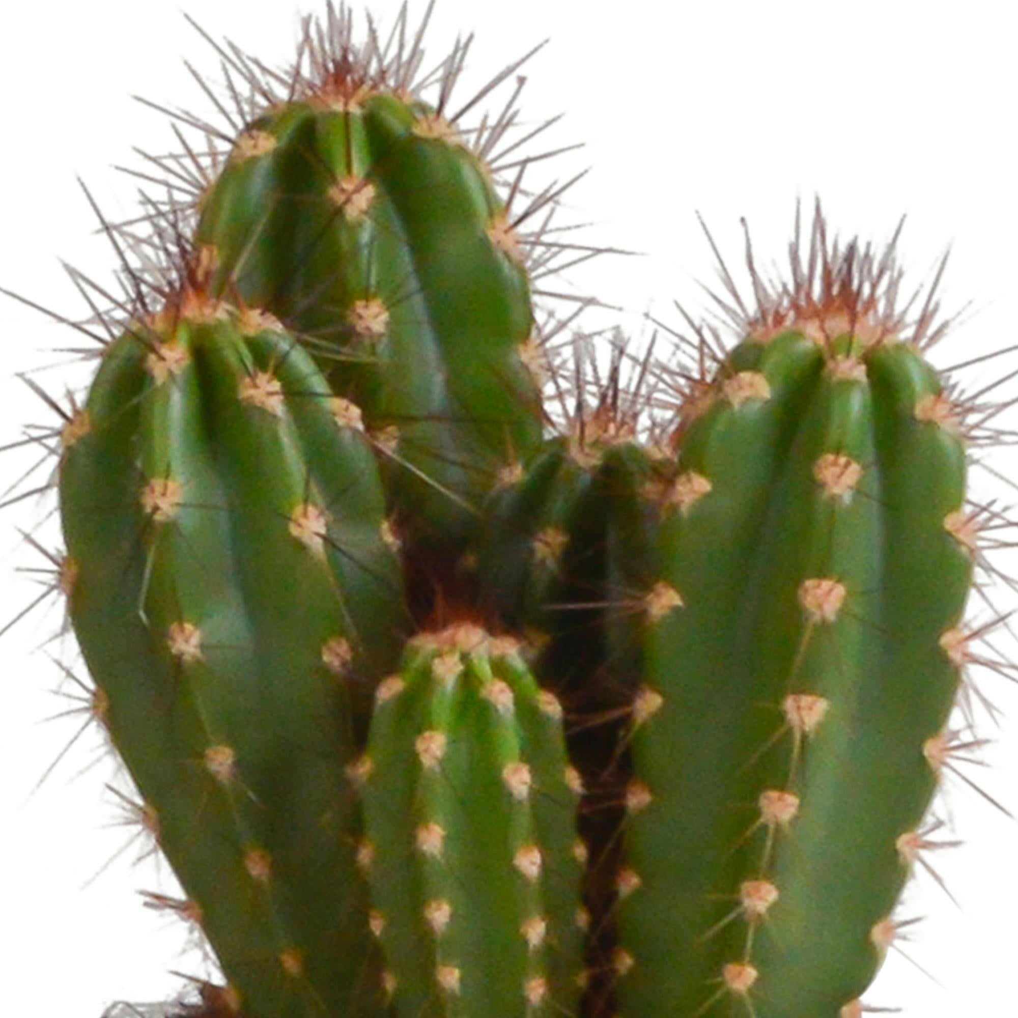 Cereus Plantenmix - Set van 3 in Witte Potten van 10,5 cm Sierplantenshop .