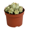 Euphorbia meloformis variegata - Unieke Sierplant in Clay - 10,5 cm - 1x Sierplantenshop .