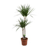 Drakenboom - Elegante Sierplant - Ø19 ↕110 cm Sierplantenshop .