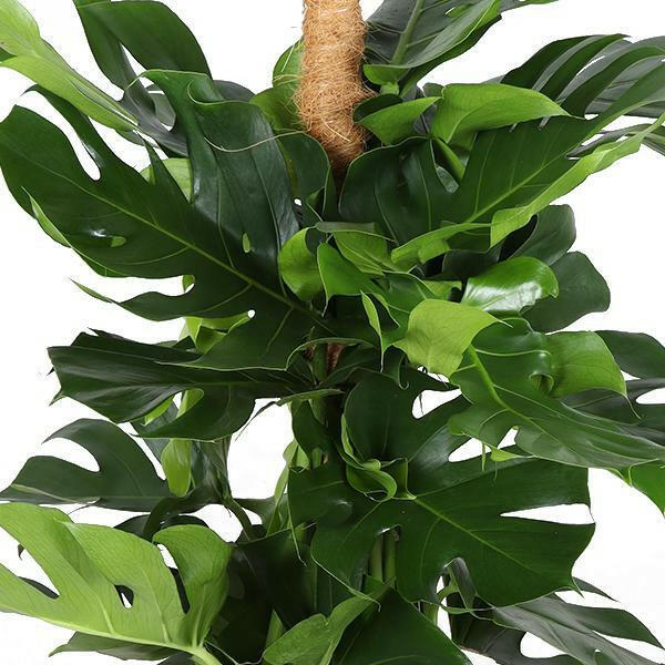 Monstera Deliciosa MOSSTOK in stijlvolle zwarte mand - Ø27cm - ↕150cm met mosstok Sierplantenshop .