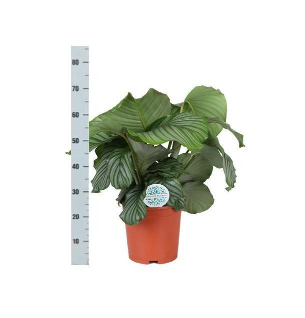 Calathea Orbifolia in Antraciet BOULE Pot Ø21cm - Hoogte 70cm Sierplantenshop .