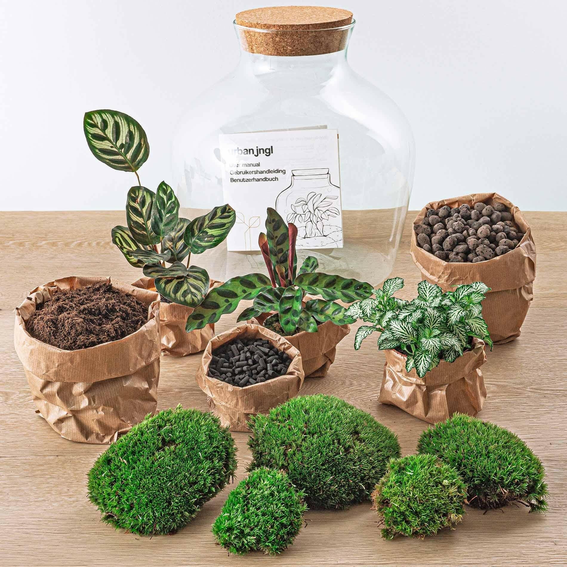 DIY Terrarium Fat Joe - Creëer je Eigen Groene Oase - Hoogte 30 cm Sierplantenshop .