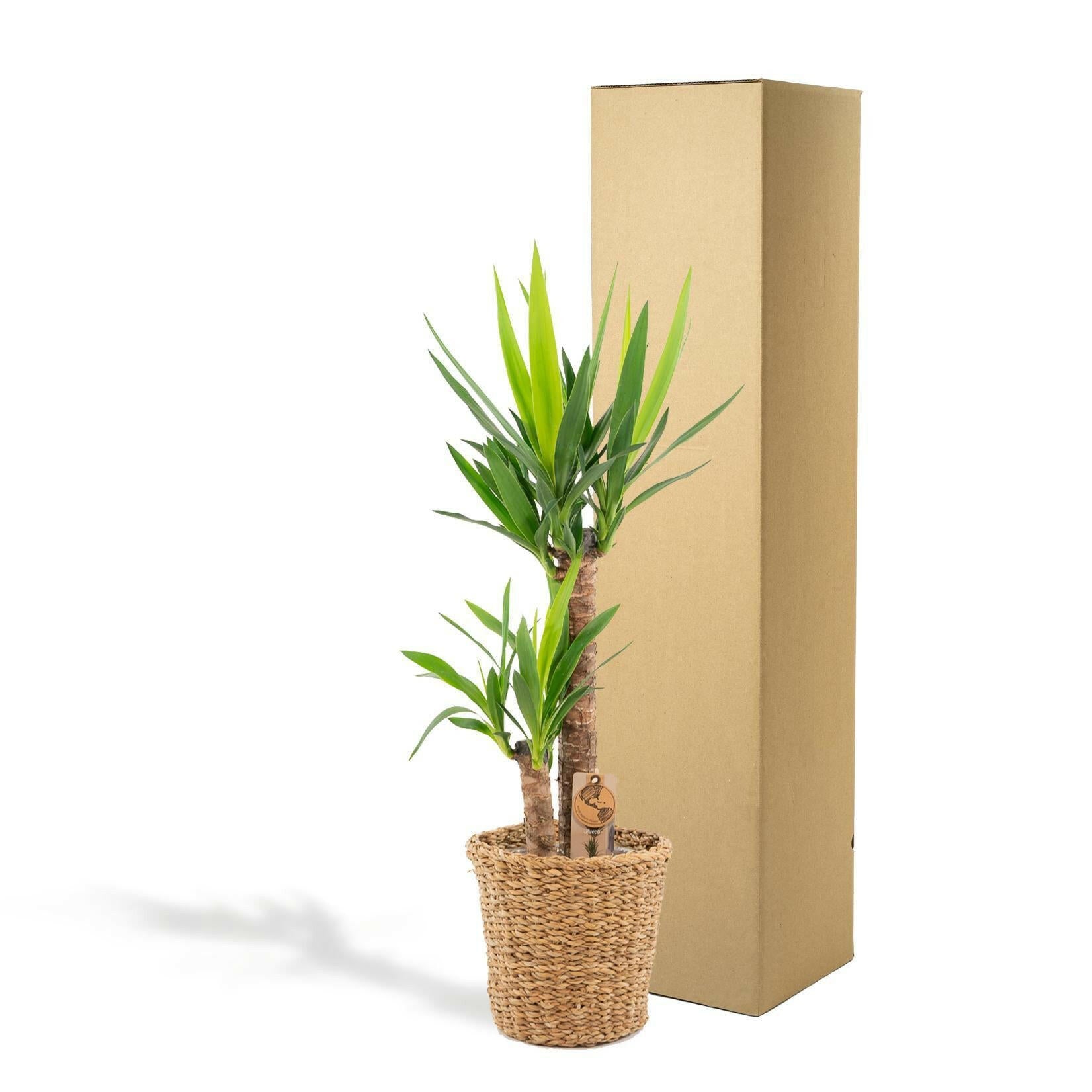 Stijlvolle Yucca Plant met Mand - Hoogte 100 cm - Ø21 cm Sierplantenshop .