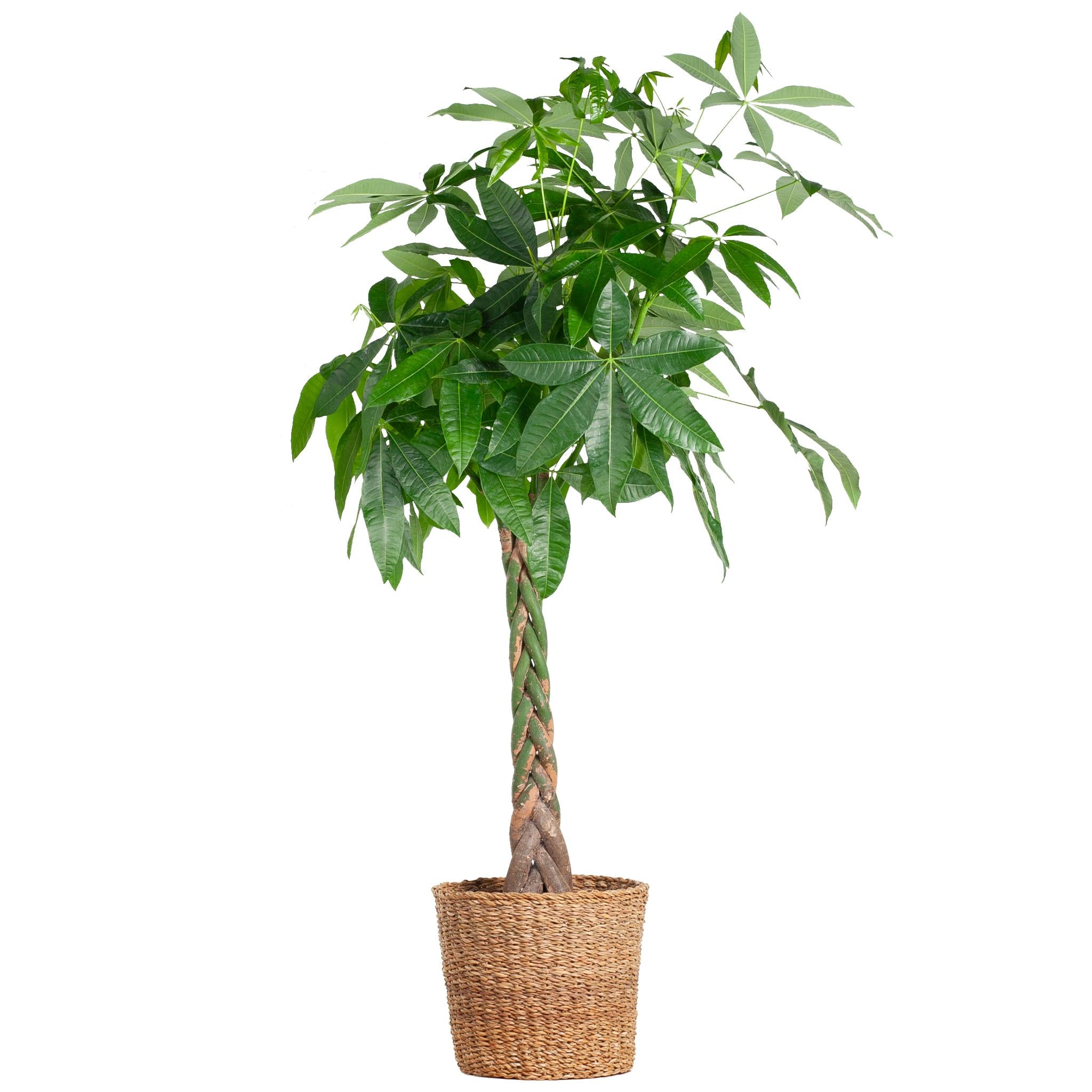 Pachira Aquatica XL met mand Torun - 140cm - Ø27 | Sierplantenshop 