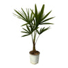 Exotische Trachycarpus Fortuneii Palm - 100 cm Hoogte - Ø18cm Sierplantenshop .